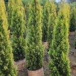 Golden Cypress