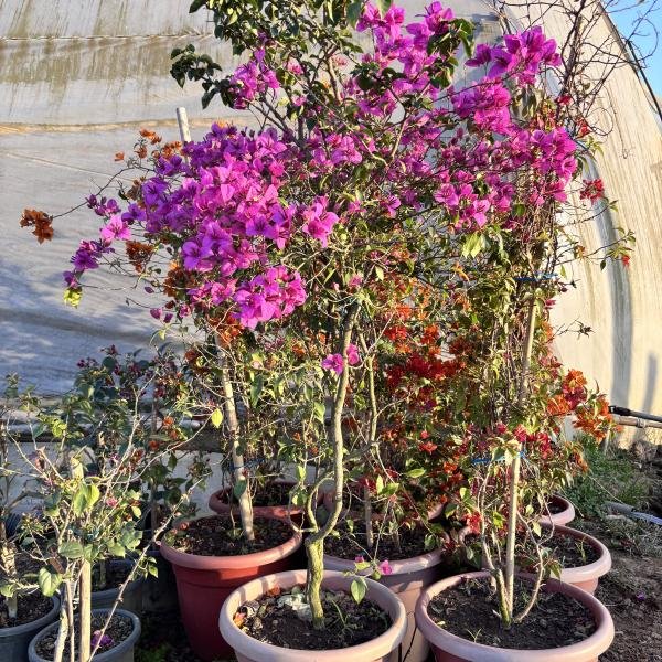 Bougainvillea