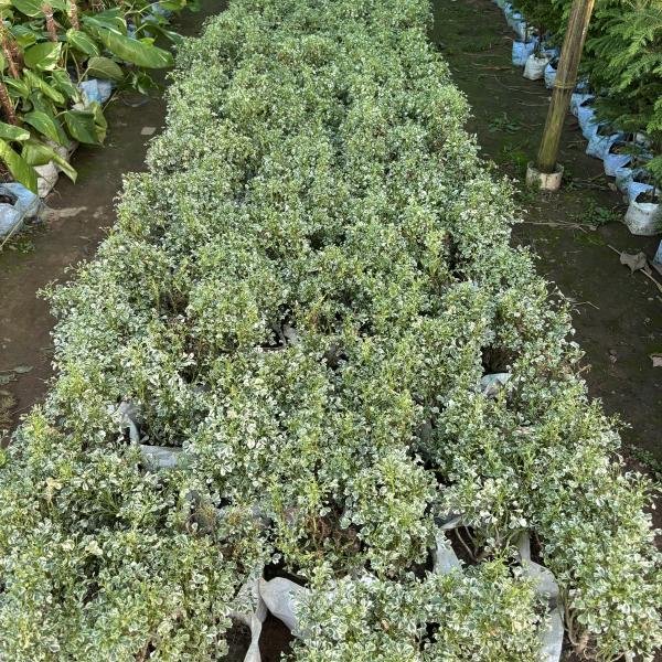 Variegated Aralia