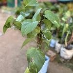 Golden Pothos