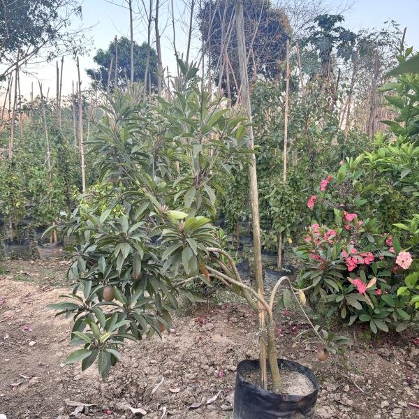 Sapodilla/Chiku