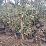 Sapodilla/Chiku