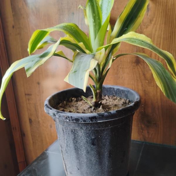 Variegated Dracaena plant with plastic pot