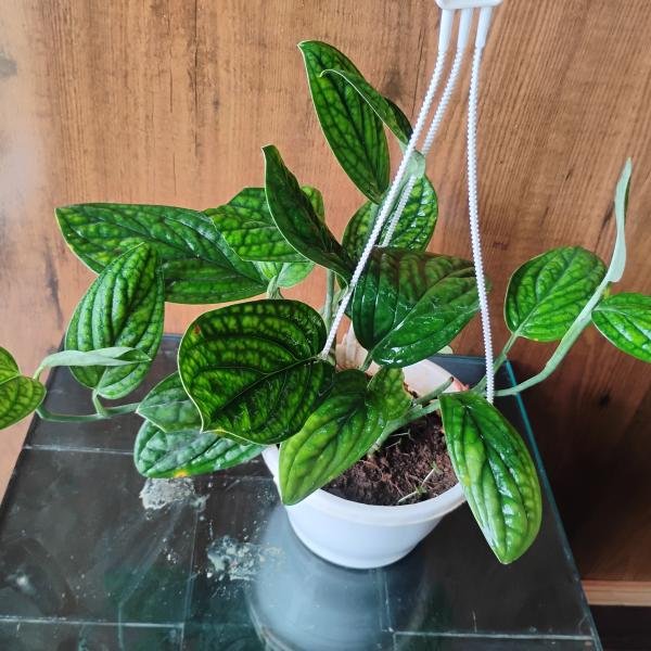 Monstera peru plant with hanging pot
