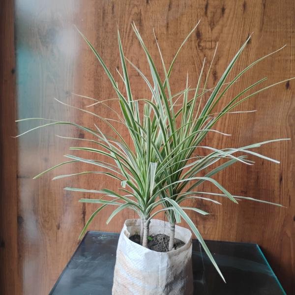 Green colorama plant with plastic bag