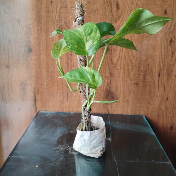 Money plant with plastic bag