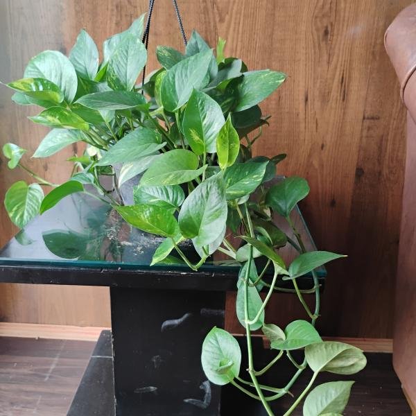 Money plant with plastic hanging pot