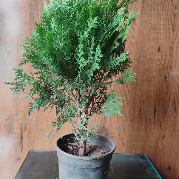 Morpankh plant with plastic pot