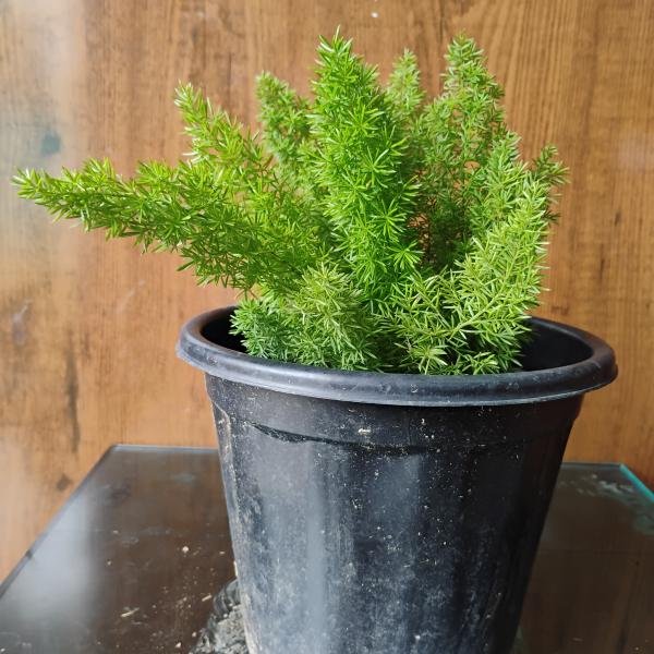 Shatavari plant with plastic pot