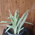 Dianella plant with plastic pot