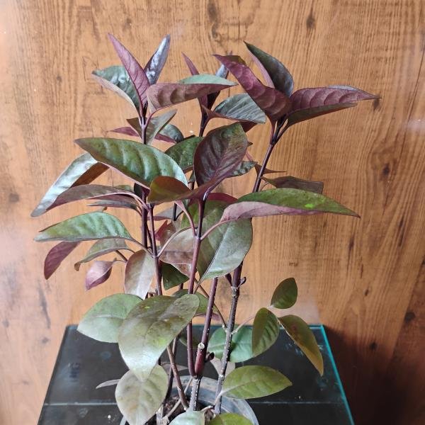 Eranthemum purple plant with plastic pot