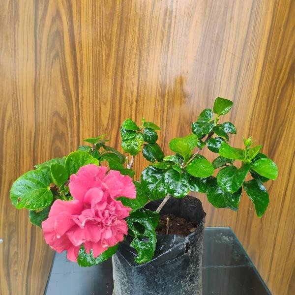 Hibiscus rosasinensis with plastic pot