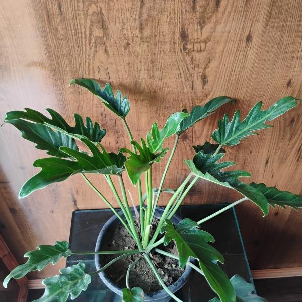 Jandu plant with plastic pot