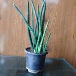 Snake plant with pot