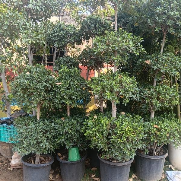 Ratusha ball bonsai